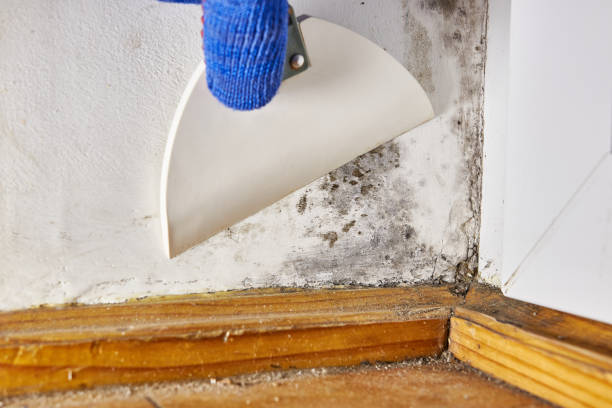 Asbestos and Lead Testing During Mold Inspection in Richmond, IL